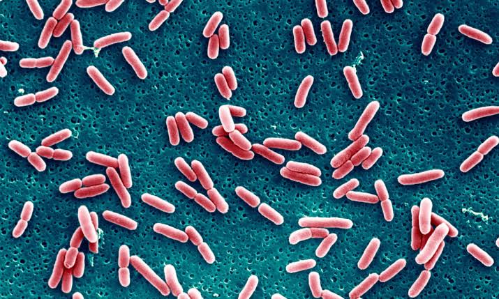 AI Pecahkan Misteri Superbug dalam 2 Hari, Ilmuwan yang Teliti 10 Tahun Dibikin Terkejut