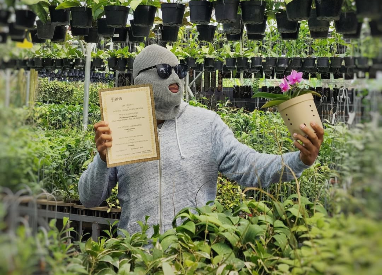 Anggrek Hibrida Asli Indonesia Resmi Mendunia! Phalaenopsis Sukatani Kini Diakui Internasional