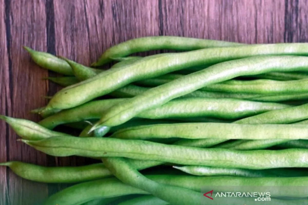 Kacang-Kacangan: Alternatif Makanan Murah, Bergizi, dan Kaya Protein Nabati