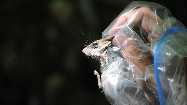 Waspada! Tikus Got Bisa Bawa Virus Mematikan, 8 Kasus Hantavirus Ditemukan di Indonesia!