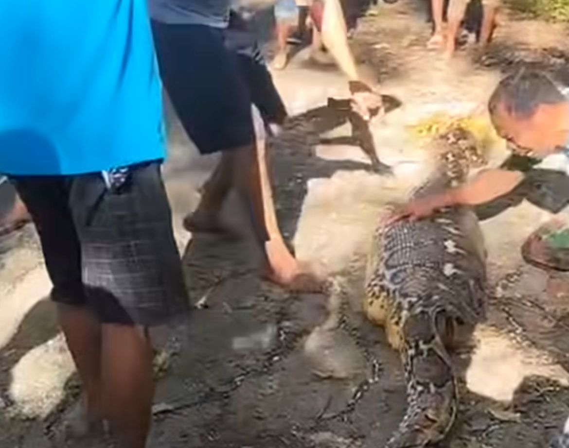 Petani di Buton Selatan Ditemukan Tewas di Perut Ular Piton 5 Meter, Ini Kronologinya!