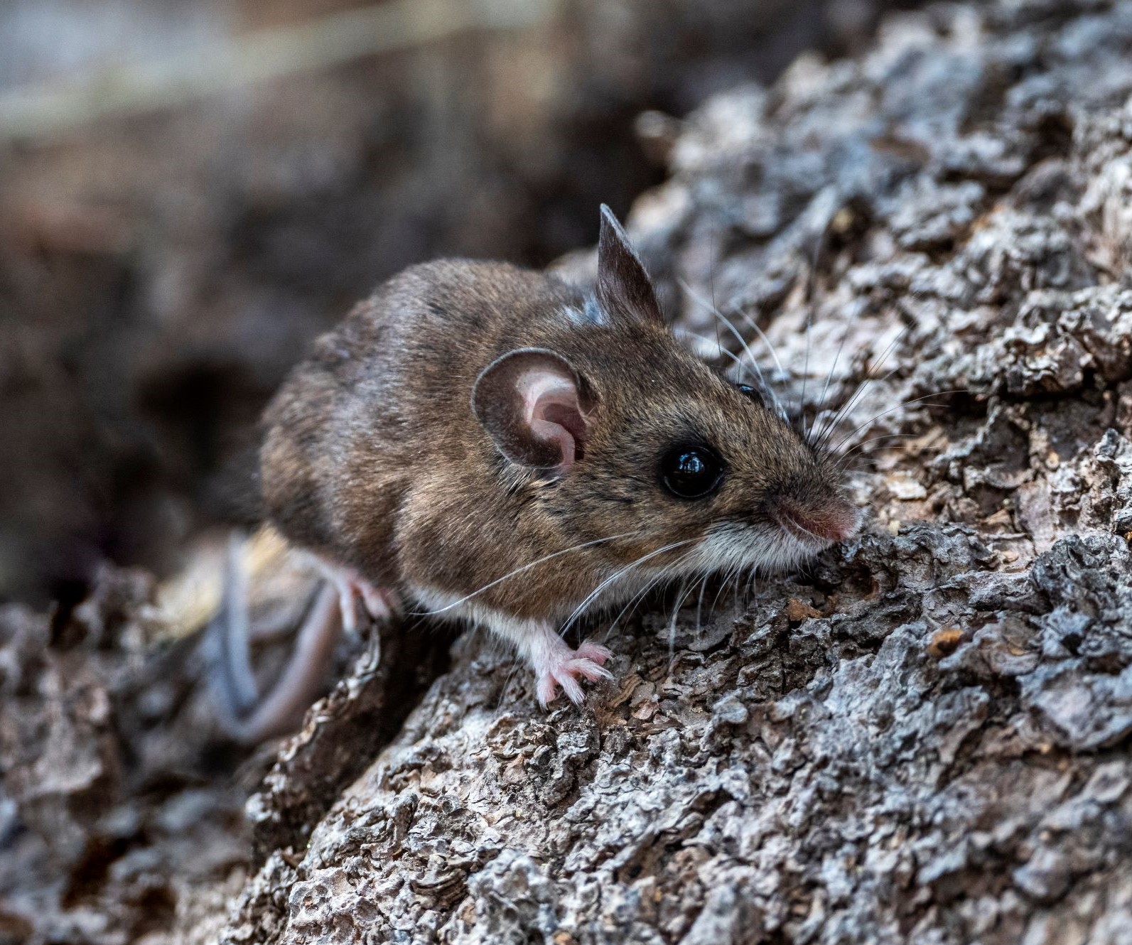 Geger Warga Kupang Positif Hantavirus! Begini Kronologinya