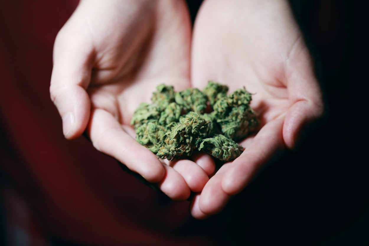 BNN dan Universitas Udayana Bongkar Fakta Ganja! Obat Ampuh atau Bahaya Mengintai?