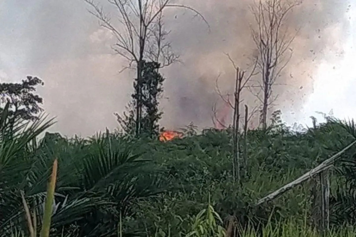 Kebakaran Hebat Landa Tahura Sultan Thaha Jambi, Api Belum Padam Sejak Siang