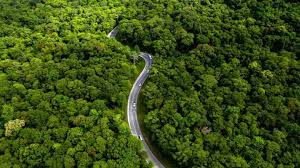 Pengelolaan Hutan Lestari Berpotensi Buka Miliaran Dolar Pendanaan Iklim