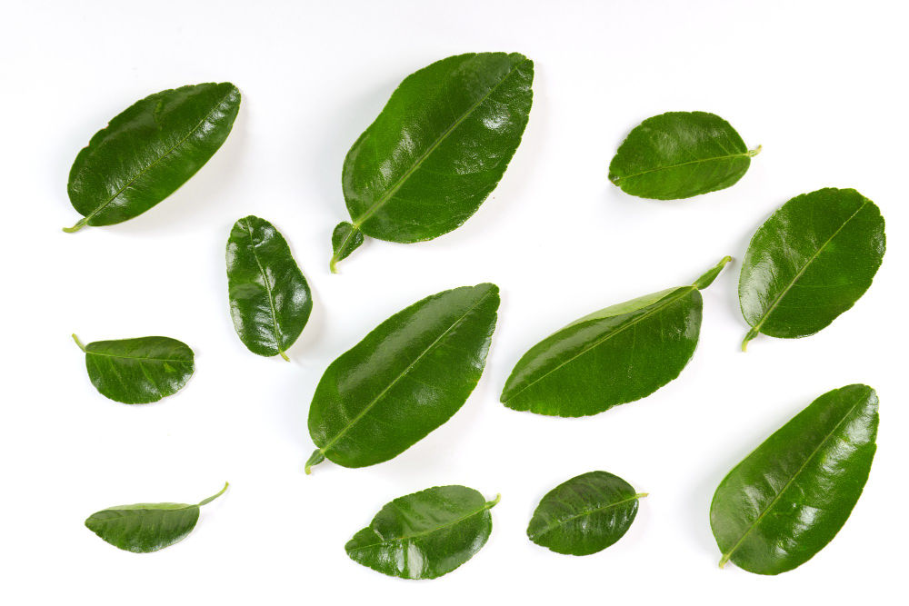 Bukan Cuma Buat Masak! Ini 5 Manfaat Daun Jeruk yang Bikin Tubuh Makin Sehat, Gen