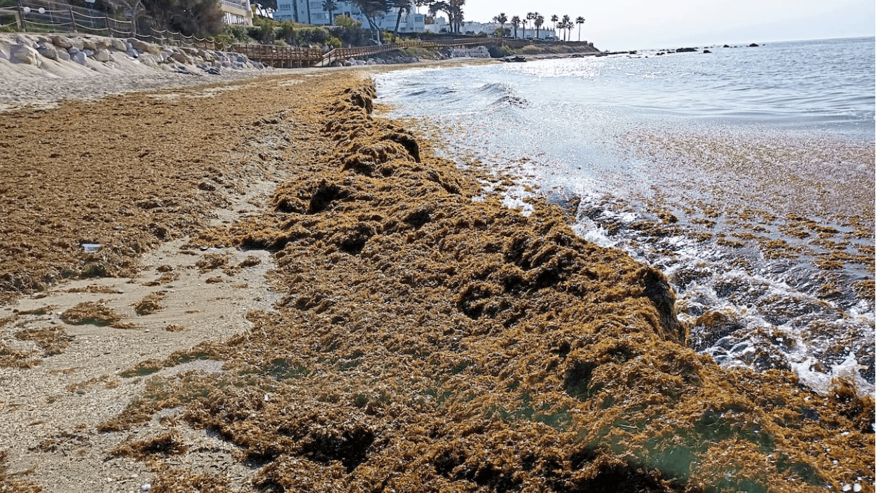 Ganggu Wisata hingga Biodiversitas, Gulma Laut Asal Asia Serbu Pantai Selatan Spanyol