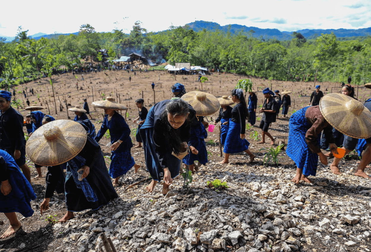 Petani Badui Mulai Olah Ladang Padi Huma Sesuai Kalender Adat