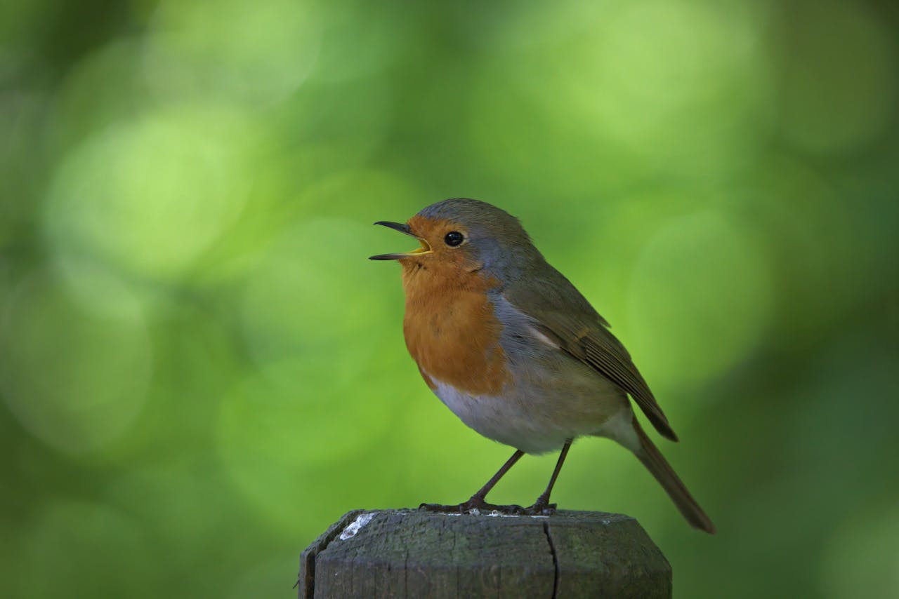Putar Suara Burung Biar Bebas Royalti? Ternyata Salah Besar, Ini Penjelasan Resminya