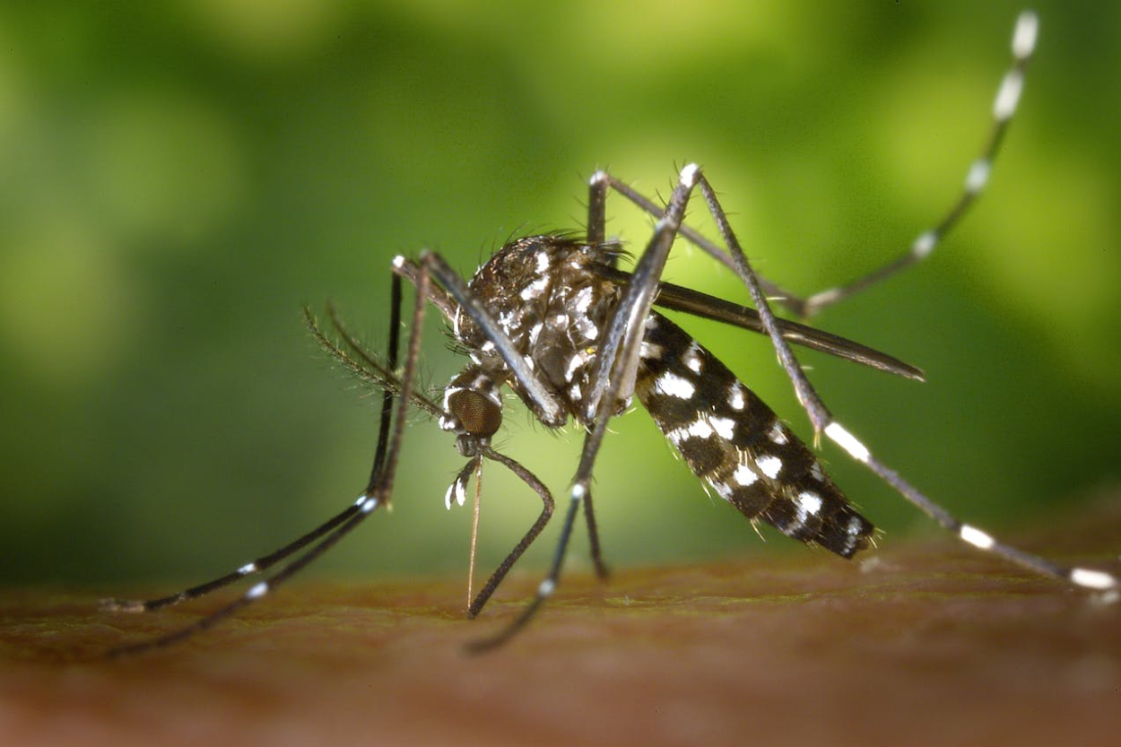 Waspada Chikungunya! Singapura dan China Kasusnya Naik Drastis, Gimana Kondisi di Indonesia?