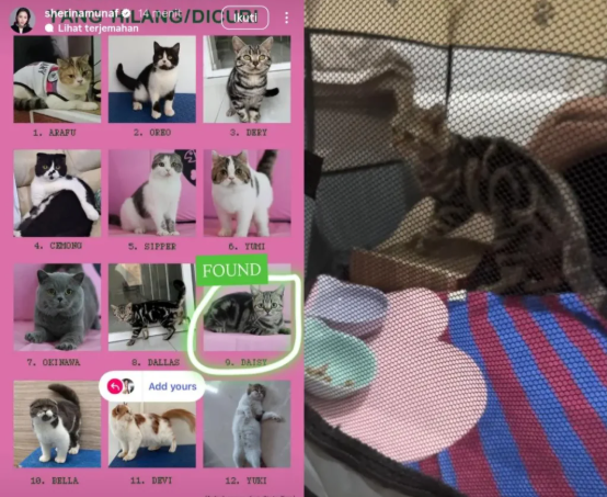 Sherina Munaf Selamatkan Lagi Kucing Uya Kuya, Kondisi Memprihatinkan Bikin Netizen Heboh!