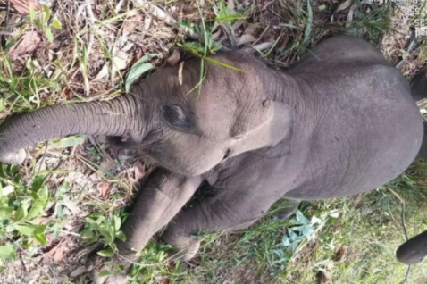 Kematian Tragis Anak Gajah Sumatera di Tesso Nilo, Polda Riau Turun Tangan!