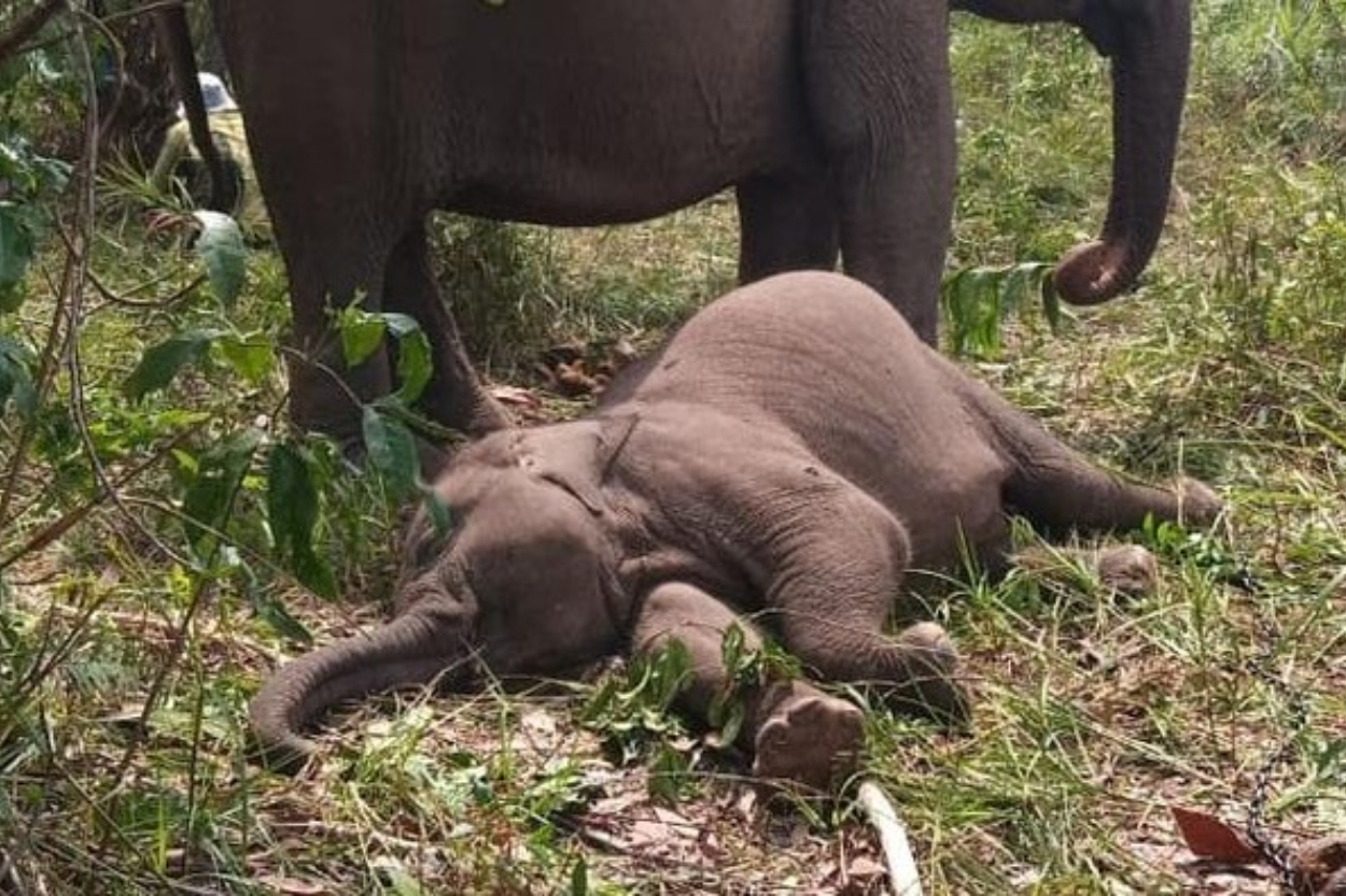 Mengharukan! Ini Kronologi Anak Gajah Sumatra yang Viral, Tari, Mati Mendadak di Tesso Nilo