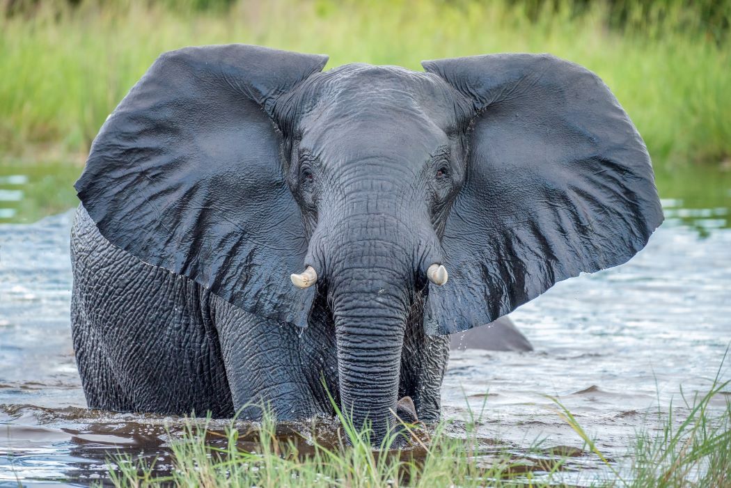 Gajah Jantan Muda Masuk Meunasah di Bener Meriah, BKSDA Aceh Turun Tangan!