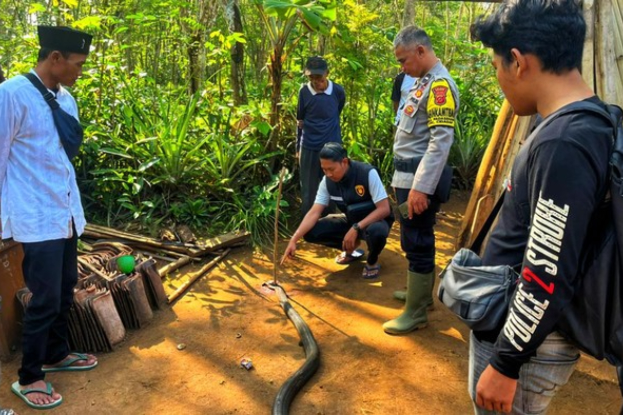 Kronologi Duel Maut Kakek 73 Tahun vs King Kobra 4 Meter di Sukabumi, Keduanya Berakhir Tewas