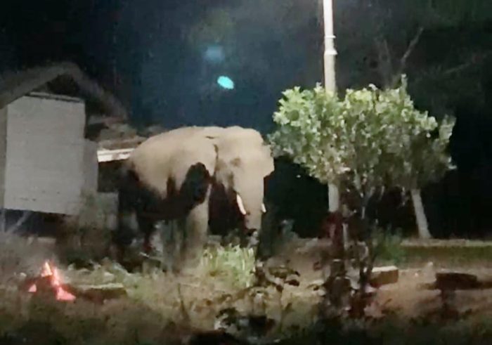 Ngeri! Kawanan Gajah Liar Masuk Halaman Sekolah di Bener Meriah, Anak-anak Ketakutan dan Belajar Terganggu