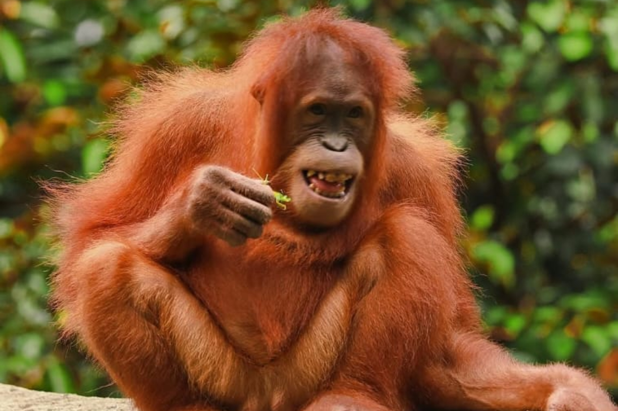 Ragunan Buka Wisata Malam Mulai 11 Oktober 2025! Cek Jadwal, Harga Tiket, dan Atraksi Satwa Nokturnal