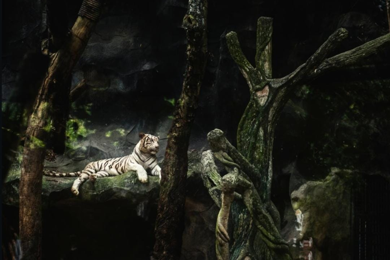 Wisata Malam Ragunan Dibuka! Cek Jam Operasional, Jadwal, dan Cara Beli Tiketnya