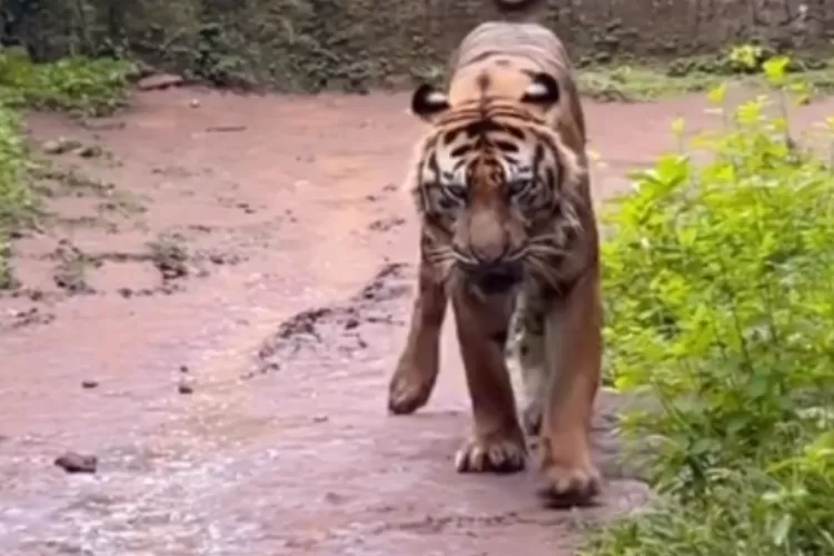 Viral Hewan di Ragunan Terlihat Kurus, Warganet Ramai-Ramai Desak Audit Dana Pakan