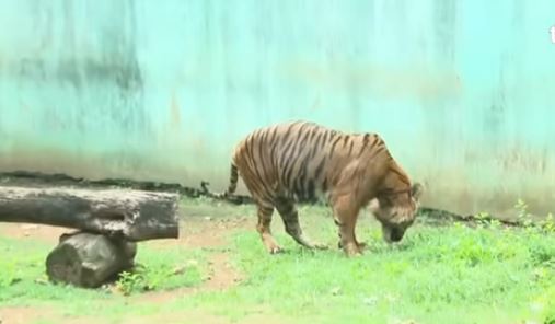 Viral Harimau Kurus di Ragunan, Gubernur Pramono Anung Beberkan Fakta: Itu Hewan Peliharaan Pribadi