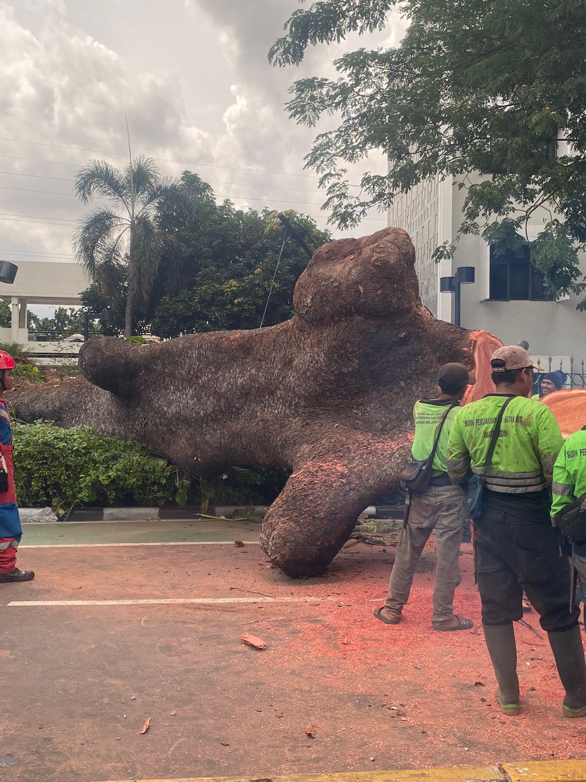 Imbas Pohon Tumbang, MRT Alami Gangguan Hari Ini
