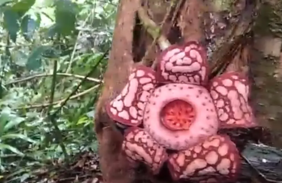 Fakta-Fakta Rafflesia Hasseltii Langka yang Muncul Lagi di Sumbar!