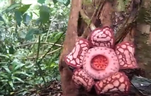 Aroma Busuk Rafflesia Ternyata Punya Fungsi Penting yang Bikin Banyak Orang Kaget