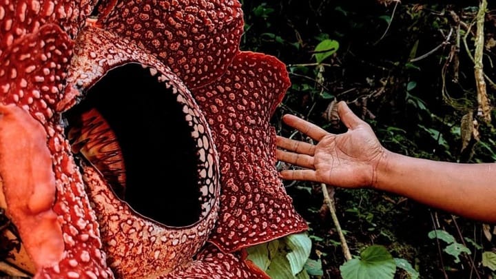 Oxford Tuai Kecaman Gara-Gara 'Lupa' Cantumkan Peneliti Indonesia dalam Ekspedisi Rafflesia