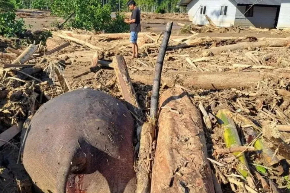 Berani! WALHI Bongkar Akar Bencana Aceh: ‘Ini Bukan Musibah Alam, Ini Bencana Ulah Manusia’