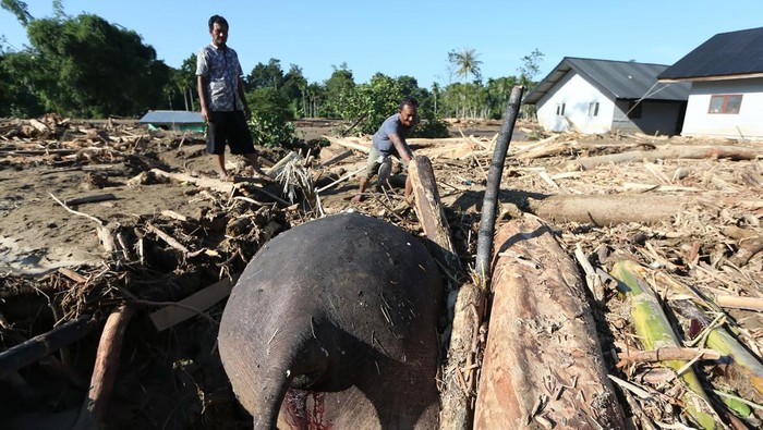 Gajah Sumatera Ditemukan Tewas Terjebak Kayu Besar di Pidie Jaya Bikin Warga Geger!