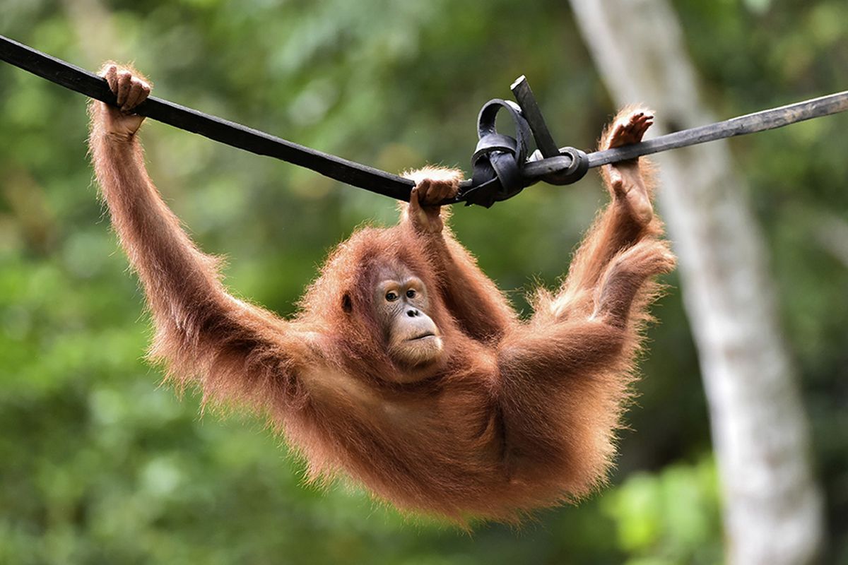 Batang Toru Dibabat Habis: Banjir Bandang Mengintai, Rumah Orangutan Tapanuli Hampir Punah