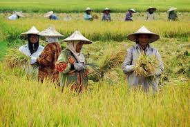 NTP Menurun, Bisa Hambat Produksi Pangan Akibat Masalah Finansial Petani