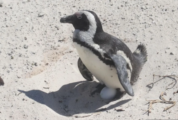 Akibat Overfishing! 60.000 Penguin Afrika Mati Kelaparan Massal, Studi Terbaru Ungkap Penangkapan Berlebih Ikan Sarden Picu Krisis Populasi Kritis!