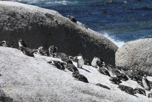 Populasi Penguin Afrika Terancam Punah Total di Alam Liar Sebelum Tahun 2035, Studi Baru Ungkap 62 Ribu Ekor Mati Karena Ikan Sarden Hilang!