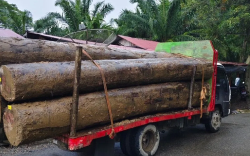 Aktivitas Pengiriman Kayu di Aceh Barat Disorot LSM Setelah Banjir Bandang, Diduga Illegal Logging di Tengah Bencana yang Merusak Lingkungan!