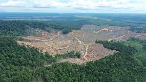 Walhi Ingatkan Pemerintah: Mengganti Hutan dengan Tanaman Monokultur di Papua adalah Tindakan Sesat  
