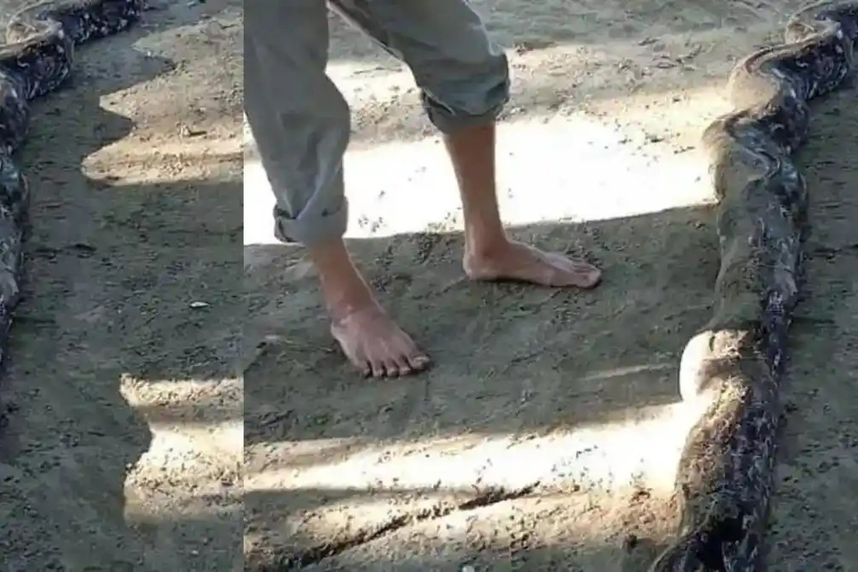 Nyaris Jadi Mangsa, Bocah 11 Tahun di Aceh Dililit Piton Raksasa dan Diseret Masuk ke Air!