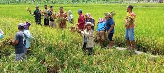 Kawal Swasembada Pangan, Pemerintah Harus Konsisten dengan Kebijakan Pro Petani