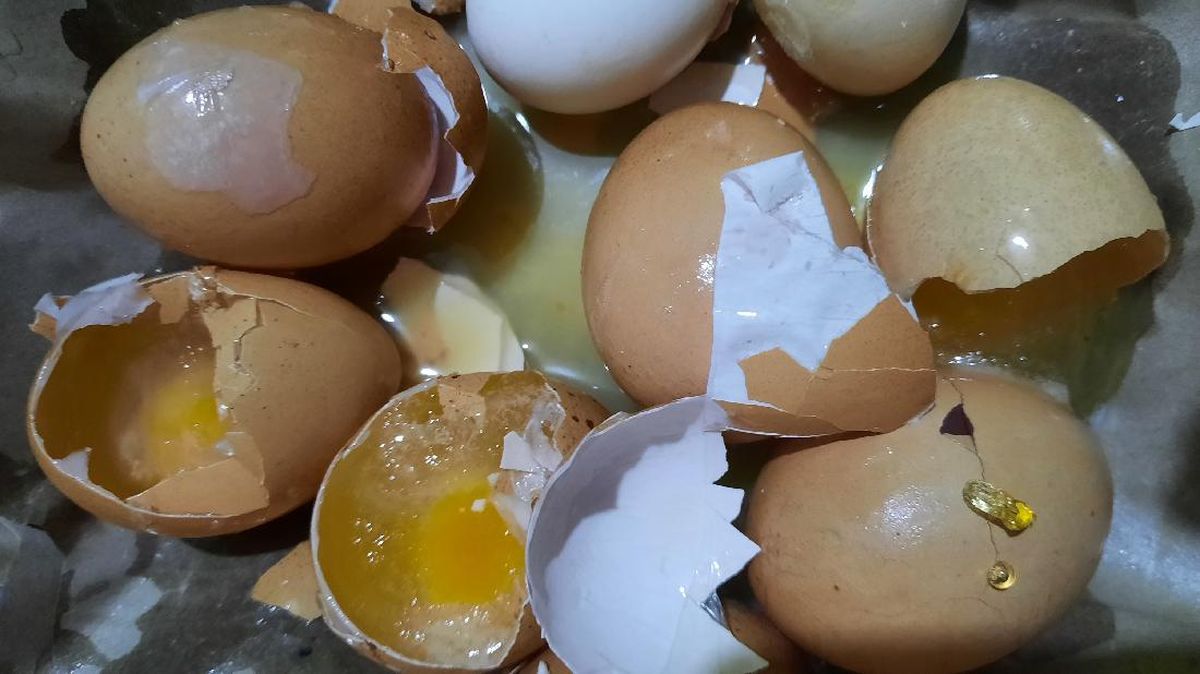 Heboh Telur Diduga Palsu Mirip Bola Plastik Ditemukan di Desa Pulau Ay Maluku Tengah