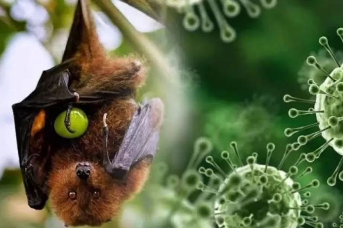 Kasus Virus Nipah Meningkat di India, Kemenkes Pastikan Indonesia Masih Aman