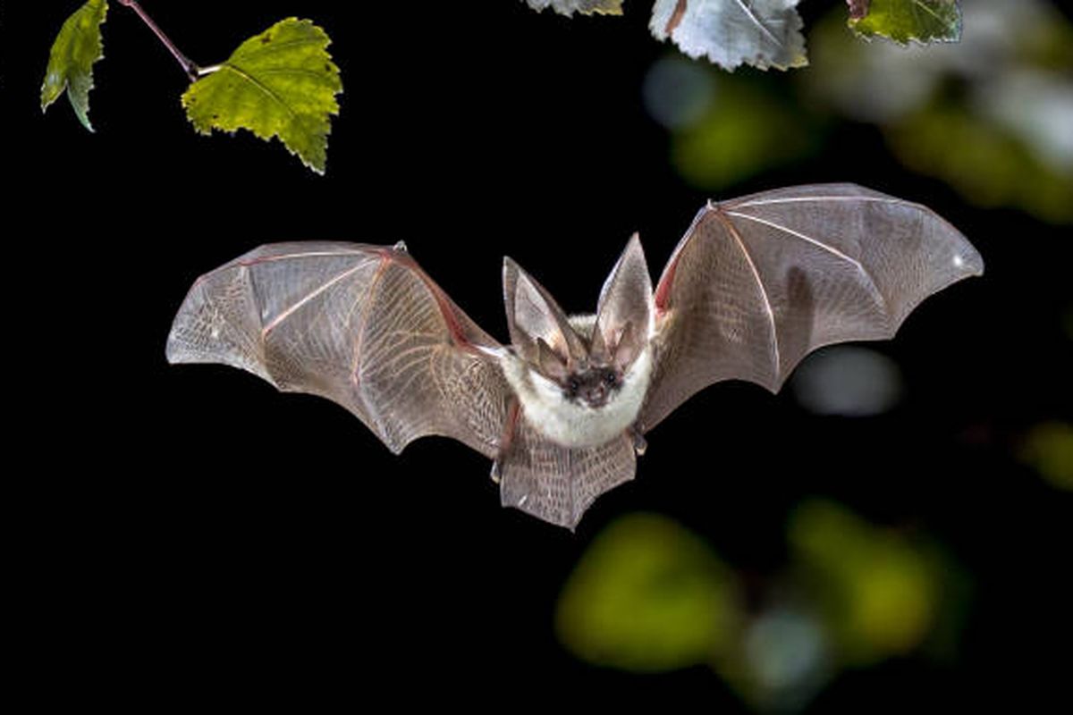 Mengapa Virus Nipah Terus Muncul di India dan Apa Hubungannya dengan Aktivitas Manusia?