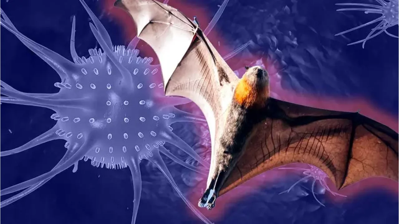 Indonesia Diminta Tiru Thailand untuk Antisipasi Ancaman Virus Nipah, Bagaimana Caranya?