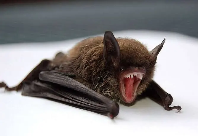 Setelah Thailand, Kini Jepang! Negeri Anime Ini Keluarkan Peringatan Virus Nipah bagi Warganya di India