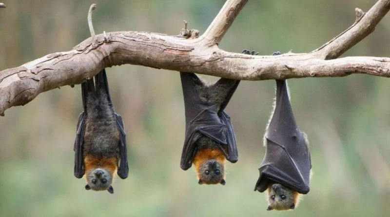 Hati-Hati! Ini Kelompok Paling Rentan Terinfeksi Virus Nipah yang Lagi Heboh