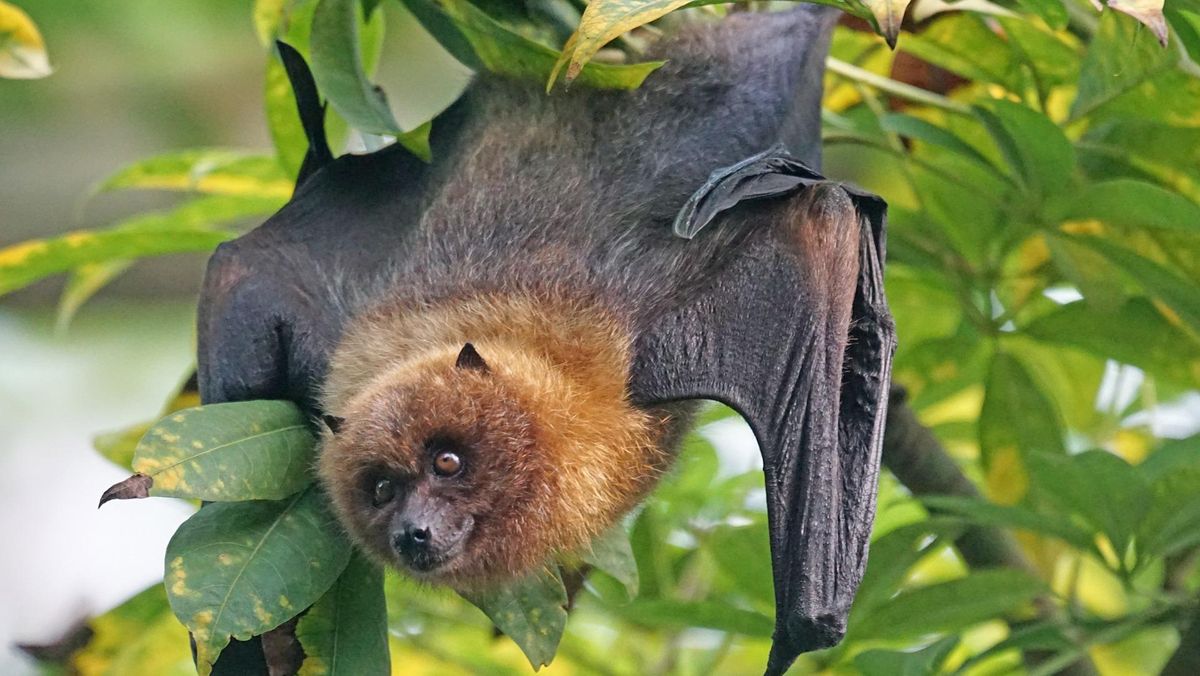 Ternyata Virus Nipah Pernah Terjadi di Asia, Pakar Ingatkan Ancaman Penularan dari Kelelawar hingga Buah Terkontaminasi