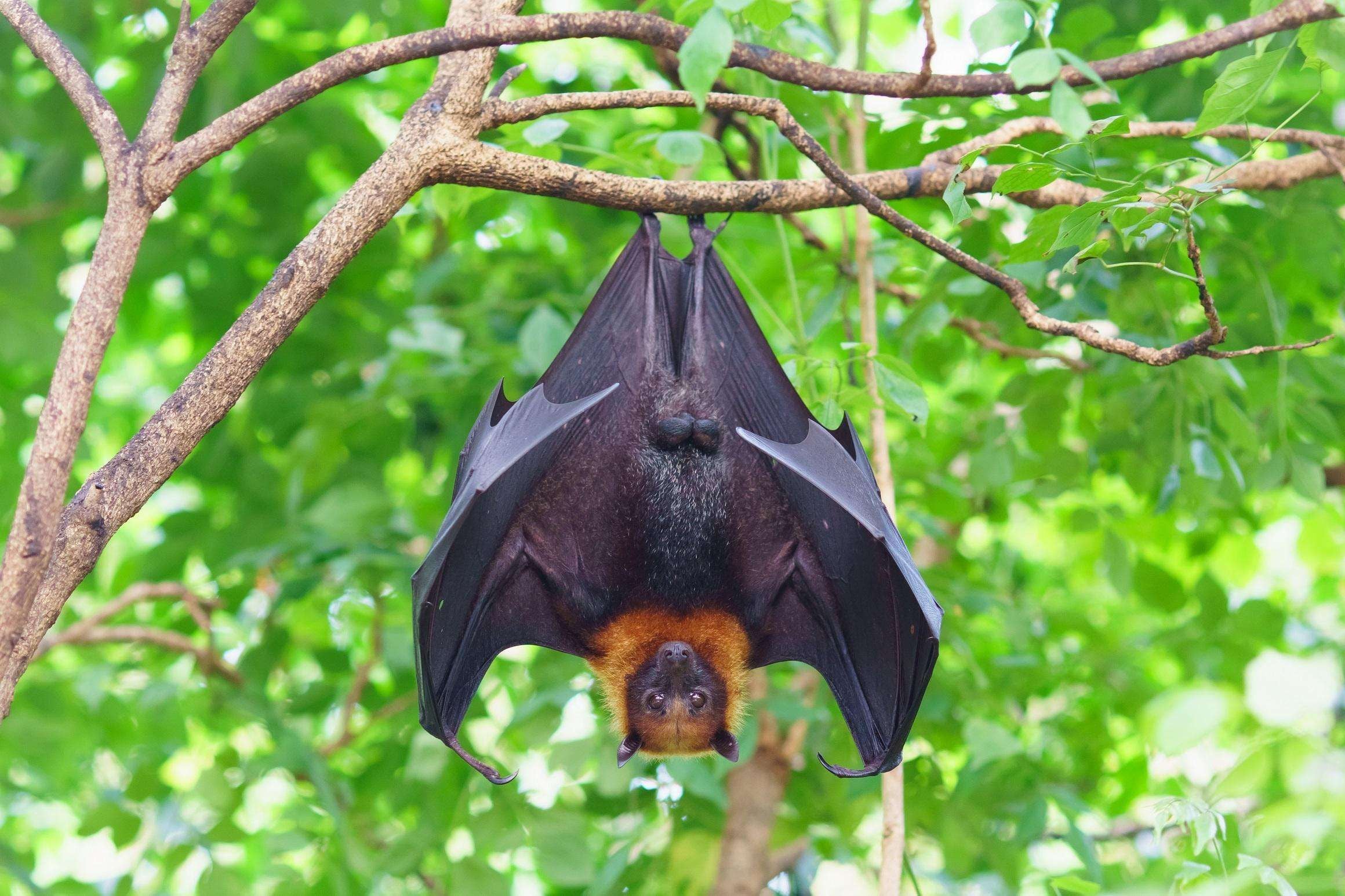 Virus Nipah Bikin Asia Waspada, Epidemiolog Ungkap Alasan Angka Kematian Bisa Tembus 75 Persen