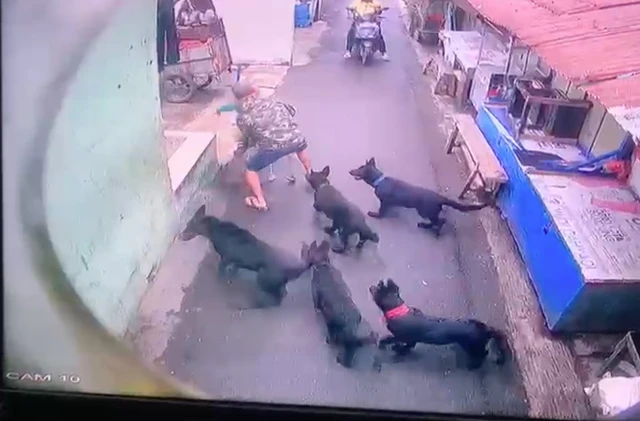Heboh Rentetan Serangan Anjing di Cianjur dan Bandung, Anak-anak Jadi Korban