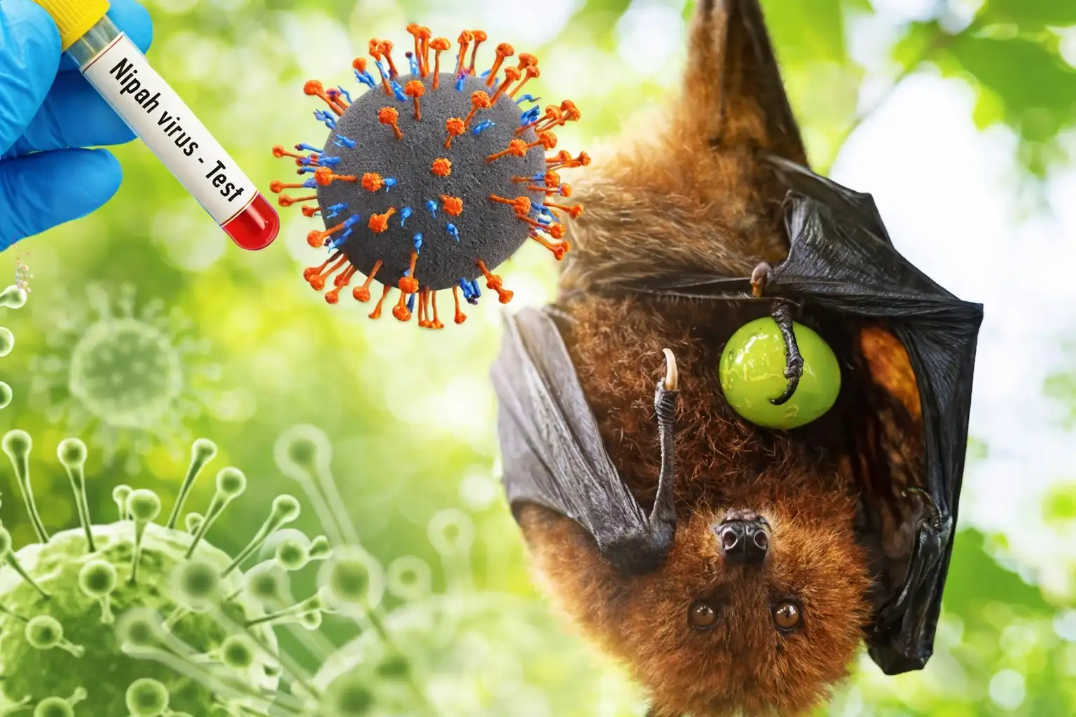 Mengenal Virus Nipah, Ancaman Zoonosis Mematikan yang Perlu Diwaspadai