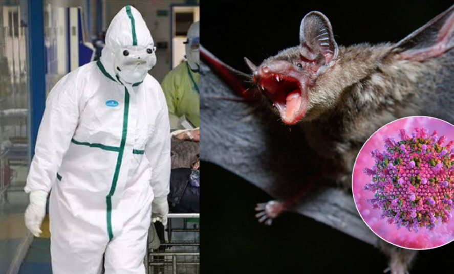Waduh, WHO Nemu Kasus Nipah Terbaru Lagi! Cek Faktanya di Sini