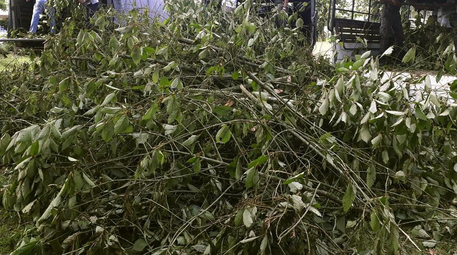 Daun Surga dari Kalimantan Favorit Warga Amerika, Kratom Jadi Rebutan Global Tapi Khasiatnya Bikin Kontroversi